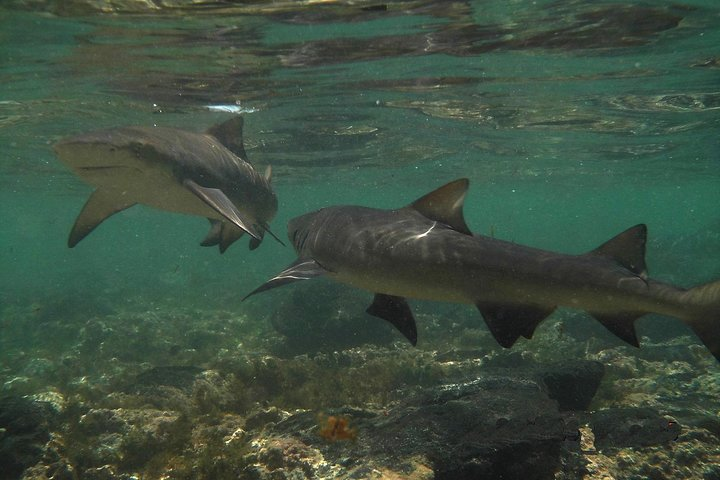 Sal Island: Shark Bay Shark Watching Experience from Santa Maria - Photo 1 of 10